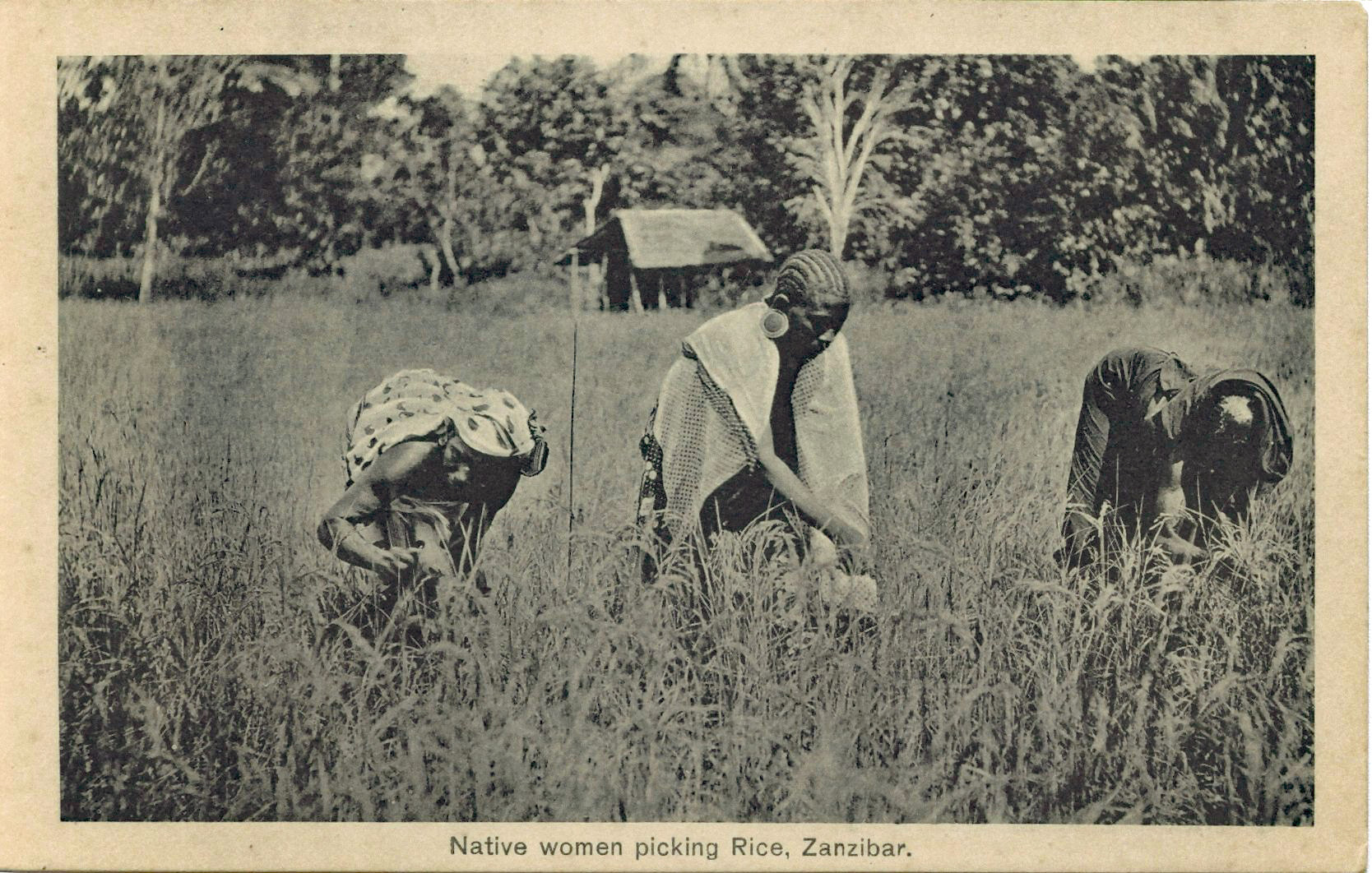 Rice picking